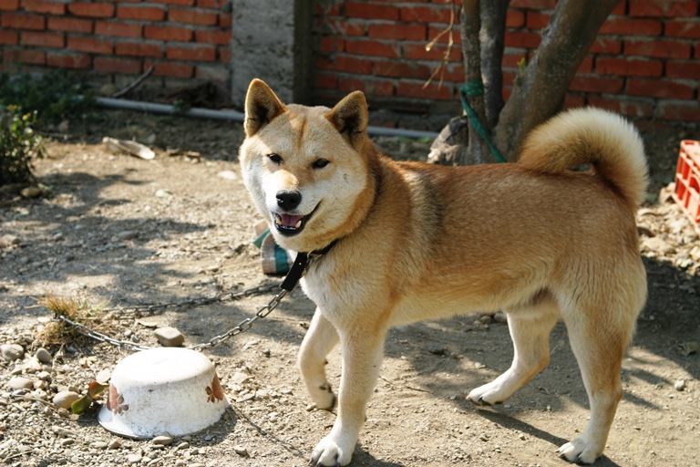 國內爆今年首例狂犬病！家有寵物該如何自保？