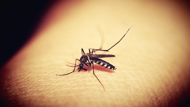 公的蚊子吃素，母的蚊子才會叮人，真的嗎？